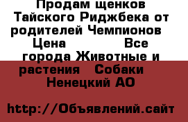 Продам щенков Тайского Риджбека от родителей Чемпионов › Цена ­ 30 000 - Все города Животные и растения » Собаки   . Ненецкий АО